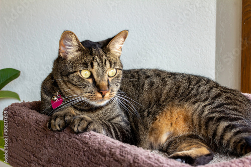 Close up portrait view of a cute gray striped domestic shorthair tabby cat relaxing in a cat tree © Cynthia