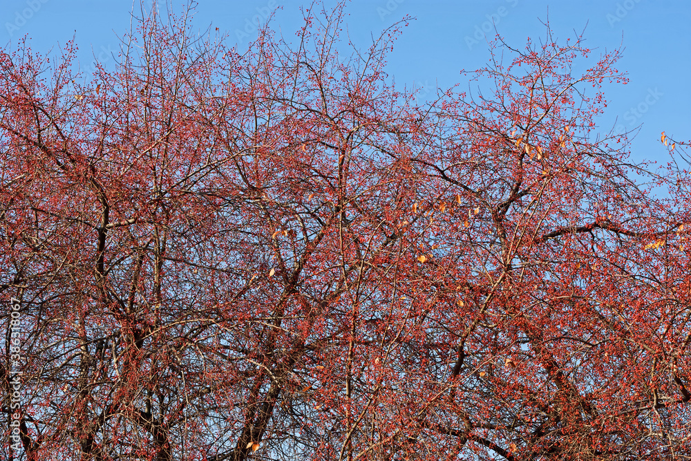 Wild Apple tree in the autumn sun against the blue sky Wild Apple tree in the autumn sun against the blue sky
