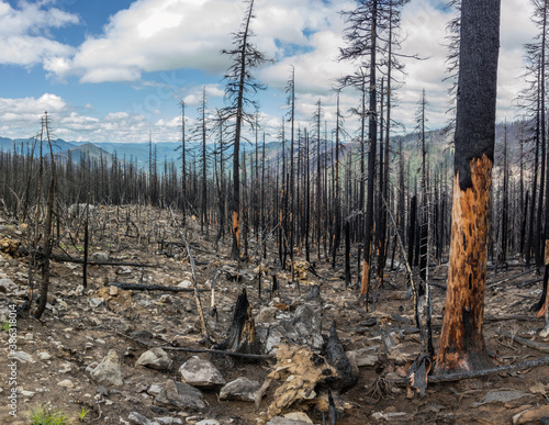 Whitewater Fire - View from the Pacific Crest Trail near Mt Jefferson in Oregon where the Whitewater Fire of 2017 burned over 14,000 acres of forest. photo