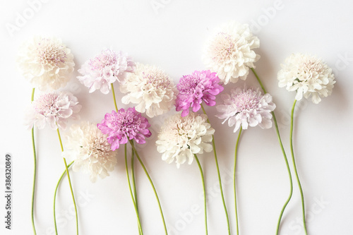 Group of white purple and pink scabiosa flowers on a white background. Beautiful floral background, flat lay