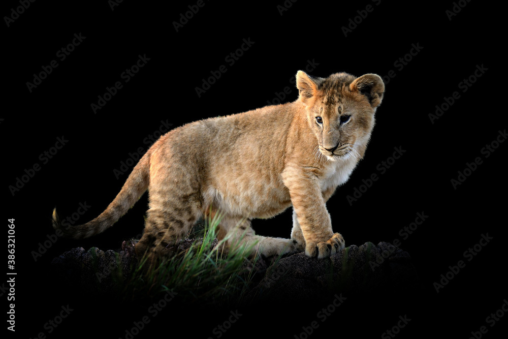 Fototapeta premium Lion cub isolated on black background