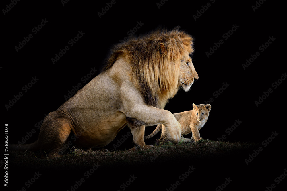 Obraz premium Lion isolated on black background