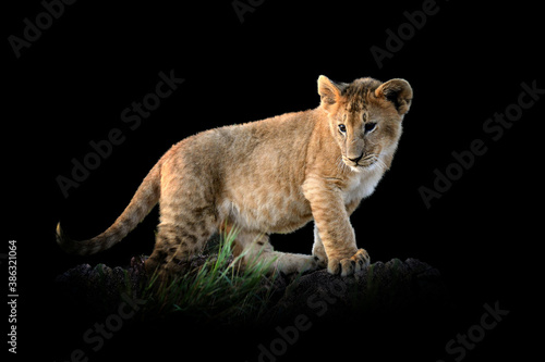 Lion cub isolated on black background