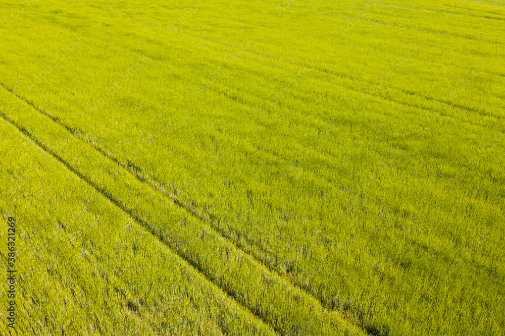 Abstract aerial view of rice plantation during sunny day, Croatia.