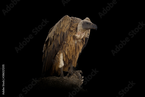 Griffon vulture isolated on black background photo