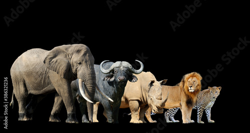 Big african five isolated on black background © byrdyak