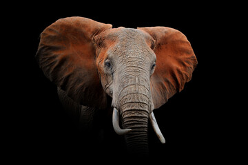 Elephant isolated on black background