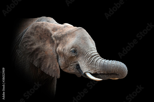 Elephant isolated on black background