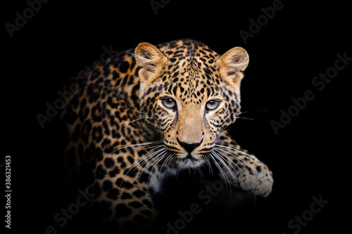 Leopard isolated on black background © byrdyak