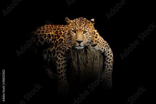 Leopard isolated on black background
