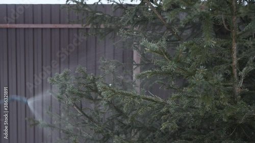 young woman cares for tree in winter yard, spraying spruce with liquid fertilizers or protective chemicals pesticides from insects, stock video footage in real time