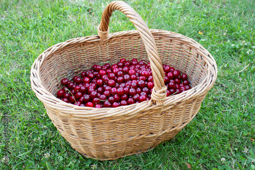 Fresh organic cherries in large basket and grass background