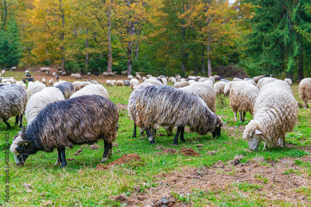 Naklejka premium Herd of sheeps on the sunny autumn meadow.