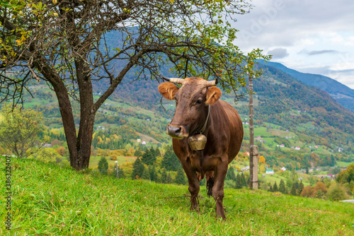 Cute brown cow with cow bell on the alpine pasture. © Mny-Jhee