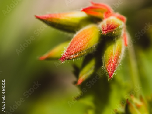 Closeup of a flower bud