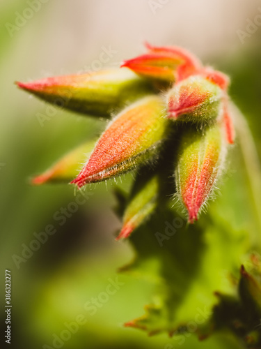 Closeup of a flower bud