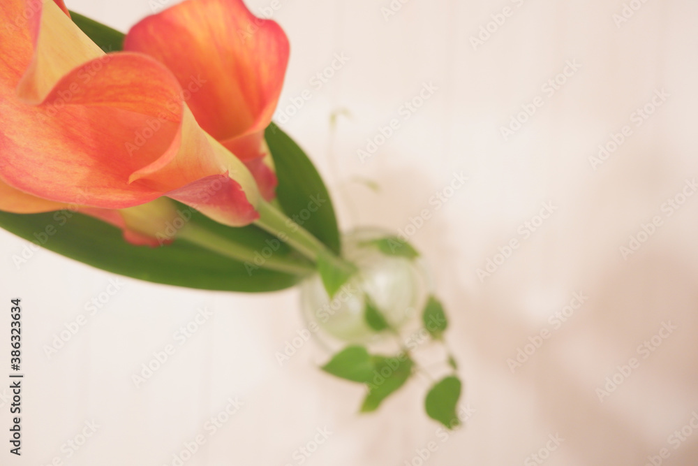 Beautiful pink and orange calla lily with blank space, カラー花とブランクスペース Beautiful pink and orange calla lily with blank space, カラー花とブランクスペース