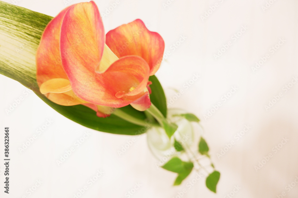 Beautiful pink and orange calla lily with blank space, カラー花とブランクスペース Beautiful pink and orange calla lily with blank space, カラー花とブランクスペース