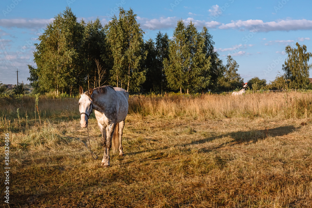 A white horse grazes on a farm pasture in the early morning at sunrise. A well-groomed thoroughbred animal rests and eats in its natural habitat. Wonderful summer and autumn natural landscape A white horse grazes on a farm pasture in the early morning at sunrise. A well-groomed thoroughbred animal rests and eats in its natural habitat. Wonderful summer and autumn natural landscape