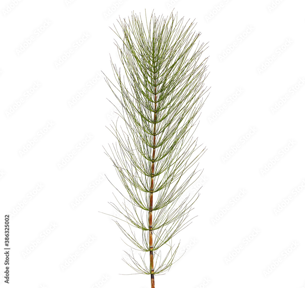 Fototapeta premium Horsetail plant isolated on white background. Equisetum arvense