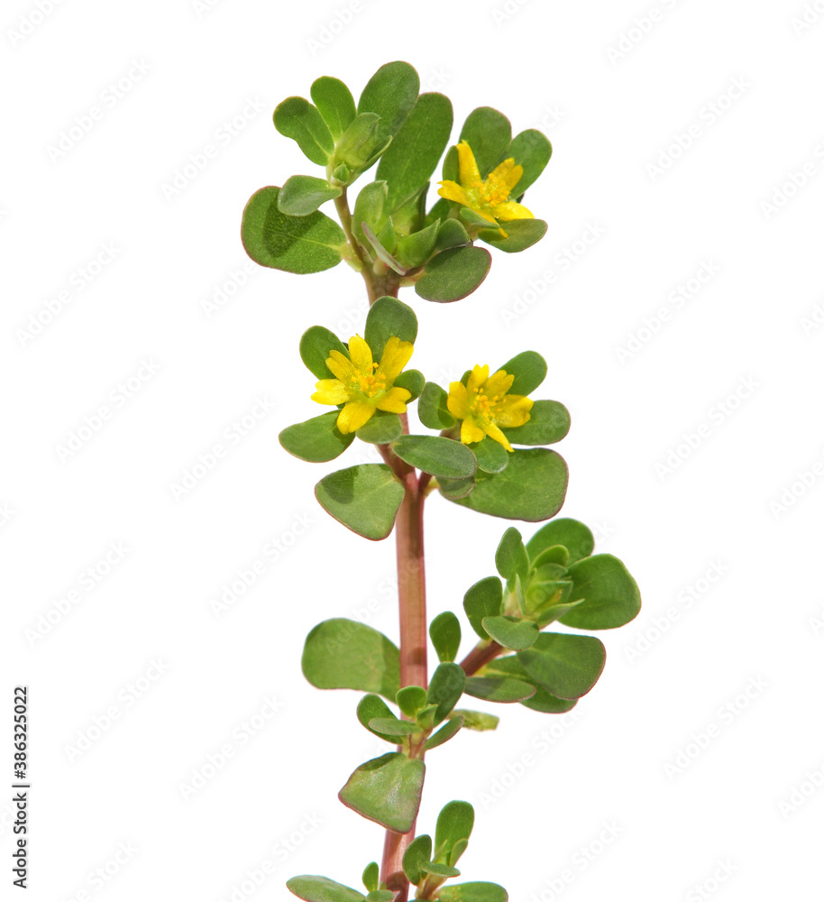 Blooming purslane with yellow flowers isolated on white, Portulaca oleracea 