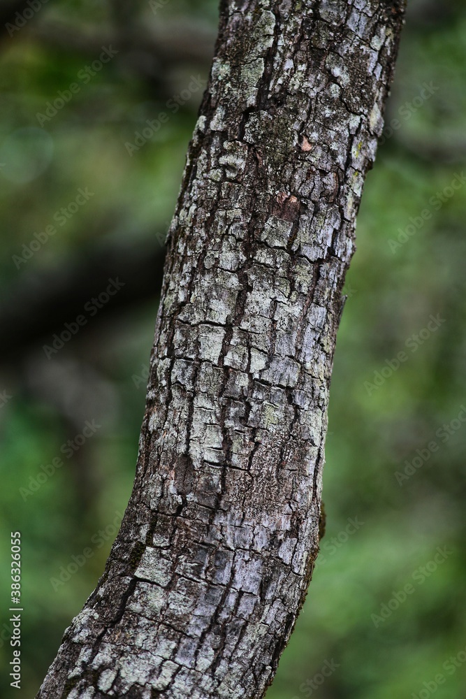 trunk of a tree