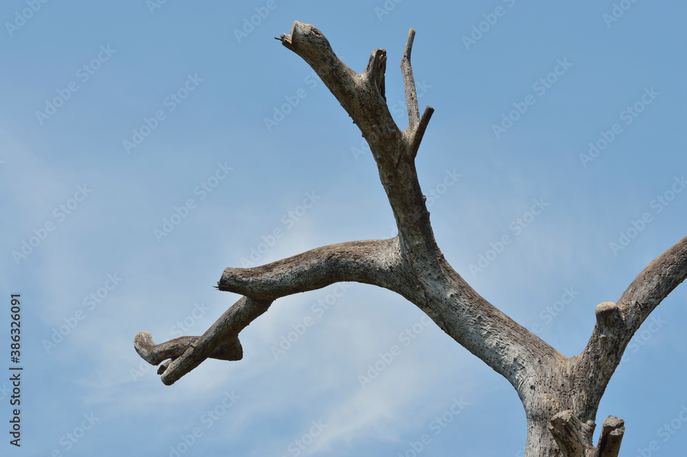Dead tree over blue sky with whie clouds Dead tree over blue sky with whie clouds
