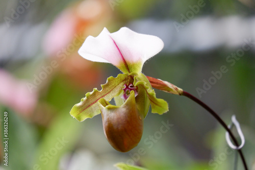 lady slipper or paphiopedilum orchid flower name is spicerianum photo