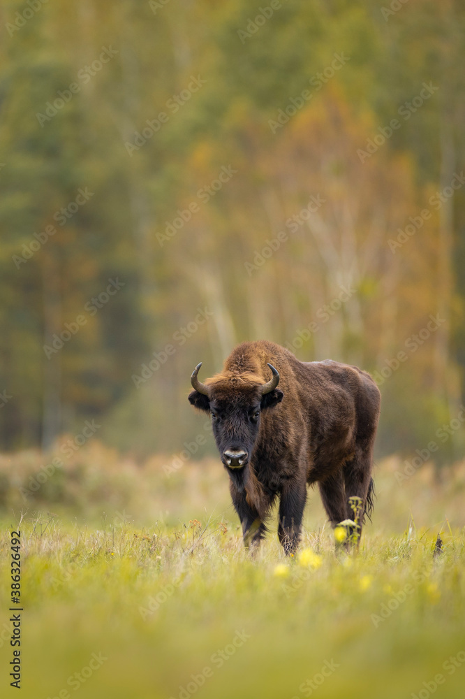 European bison in Białowieża forest, Poland European bison in Białowieża forest, Poland