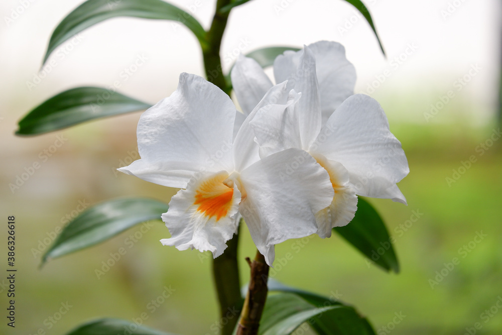 orchid flower closeup background orchid flower closeup background