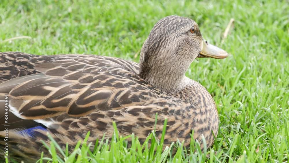 Funny duck on fresh green juicy grass in natural habitat. Curious waterflow bird in wild nature among greenery. Cute waterbird in wilderness. Funny duck on fresh green juicy grass in natural habitat. Curious waterflow bird in wild nature among greenery. Cute waterbird in wilderness.