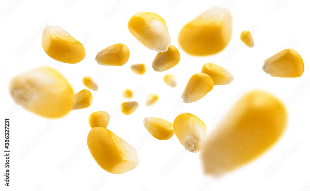 Fototapeta premium Ripe corn grains levitate on a white background