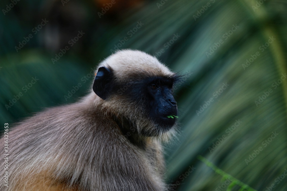 Obraz premium monkey