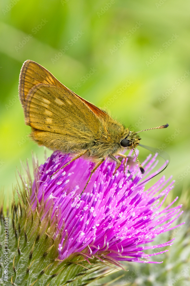 Large Skipper butterfly (Ochlodes sylvanus) perched with wings folded on a thistle flower, Cornwall, England, UK. Large Skipper butterfly (Ochlodes sylvanus) perched with wings folded on a thistle flower, Cornwall, England, UK.
