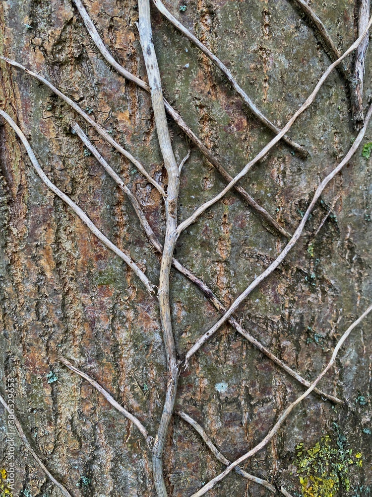 Tree with branches on the bark of another tree as host with no leaves