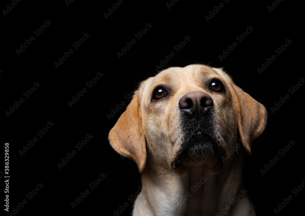 Portrait of a Labrador Retriever dog on an isolated black background.
