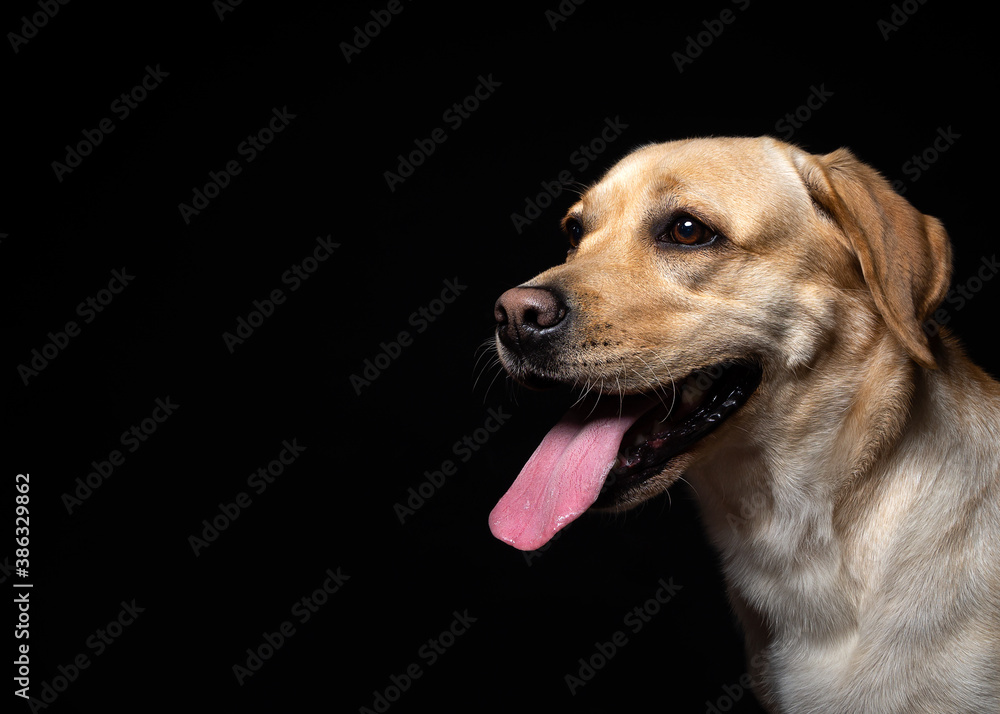Portrait of a Labrador Retriever dog on an isolated black background. Portrait of a Labrador Retriever dog on an isolated black background.