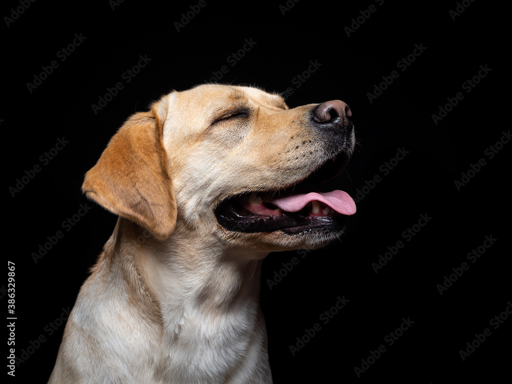 Portrait of a Labrador Retriever dog on an isolated black background.
