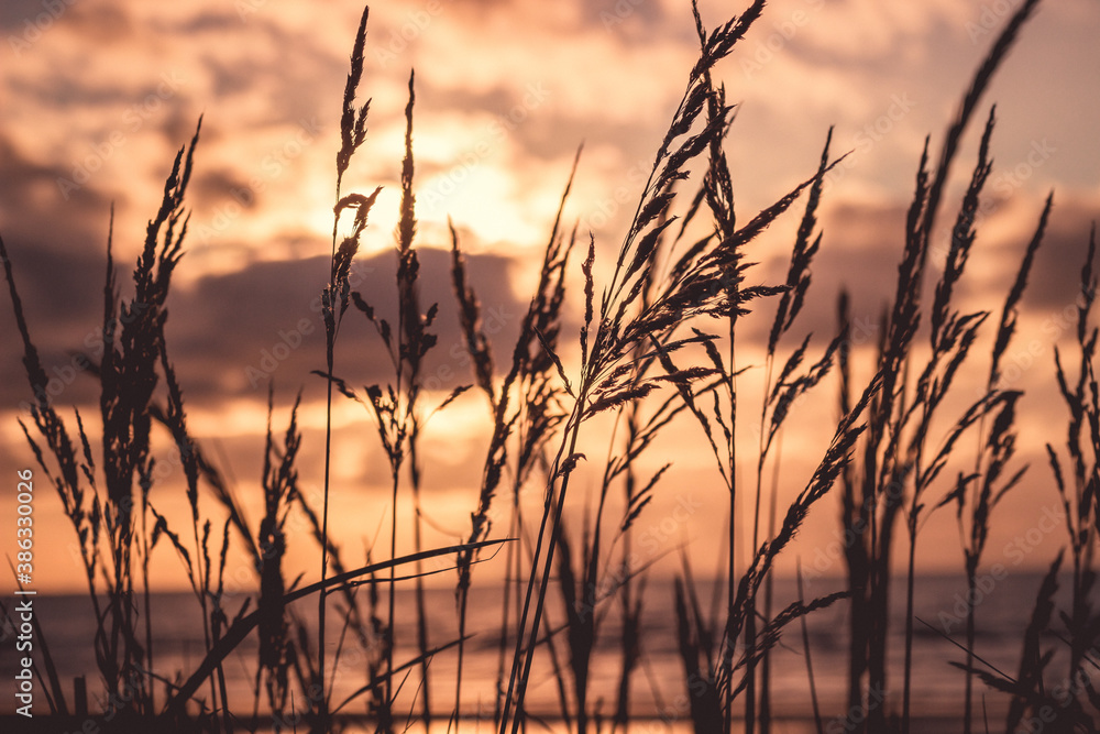 sunset in the grass sunset in the grass