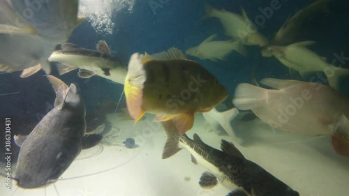 Vdo. Close-up Cichla ocellaris fish diving in fresh water glass tank and diving away. photo