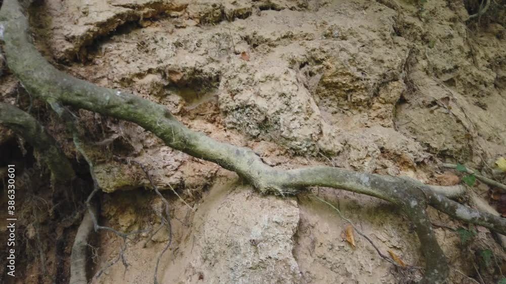 Close up of large tree roots of around alluvial soils. Green ivy. Yellow and orange fallen leaves. Autumn in Balkan mountain. Close up of large tree roots of around alluvial soils. Green ivy. Yellow and orange fallen leaves. Autumn in Balkan mountain.
