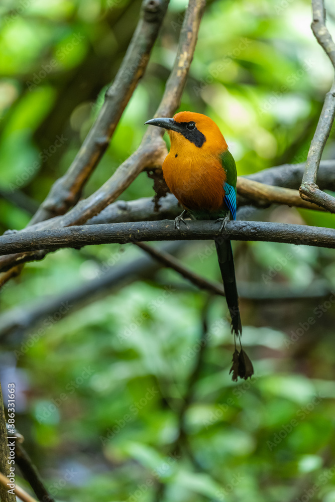 Naklejka premium The broad-billed motmot (Electron platyrhynchum) is a species of bird in the family Momotidae. It is found throughout Central America