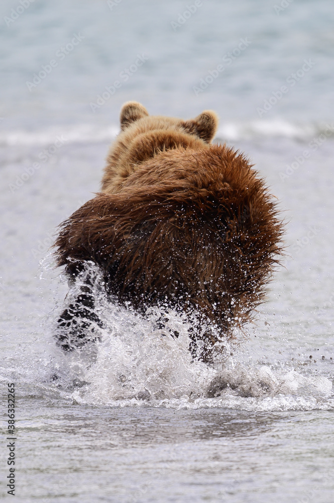 Ruling the landscape, brown bears of Kamchatka (Ursus arctos beringianus) Ruling the landscape, brown bears of Kamchatka (Ursus arctos beringianus)