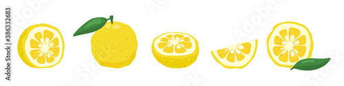 Yuzu japanese citron fruit vector illustration isolated on white background. Full citrus yuzu fresh fruit with green leaves.