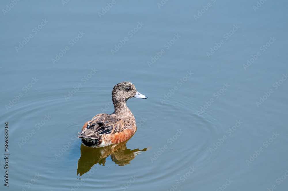 Molting American Wigeon (Anas americana) in Bolsa Chica Ecological Reserve, California, USA