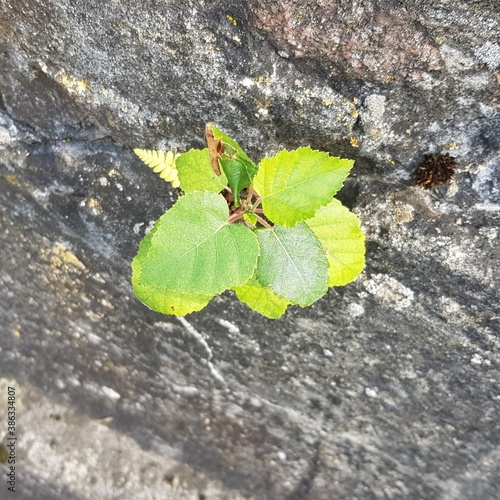 green leaf on the stone