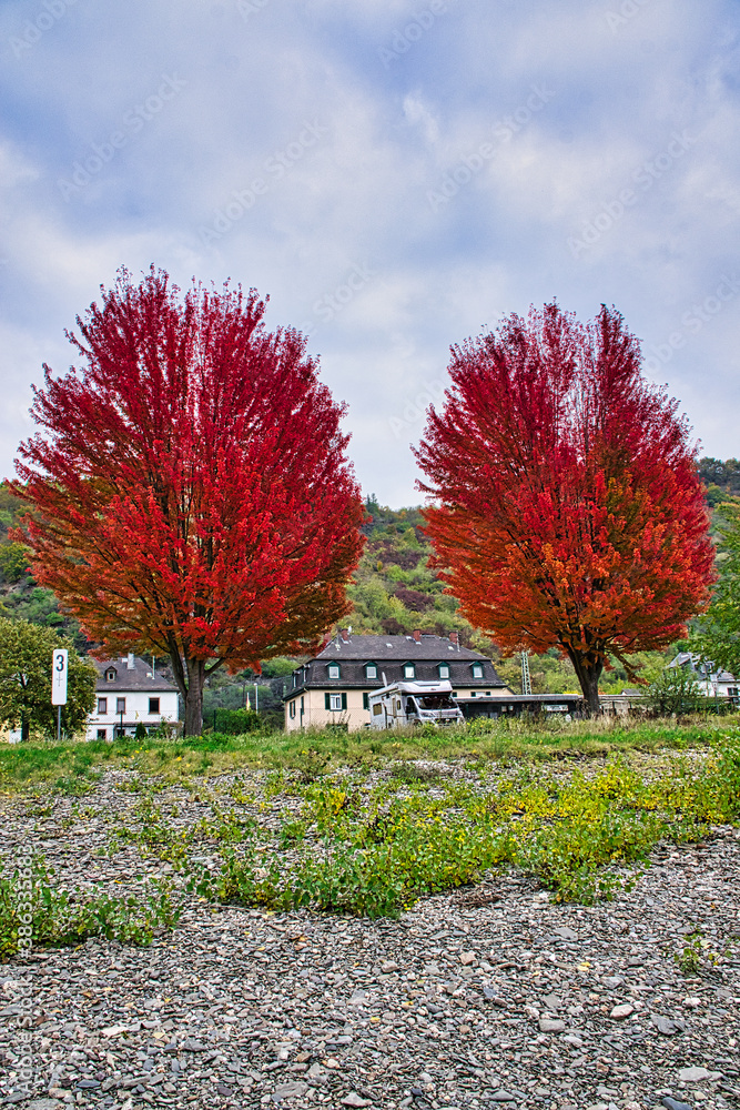 Naklejka premium roter Ahorn am Rheinufer in Deutschland