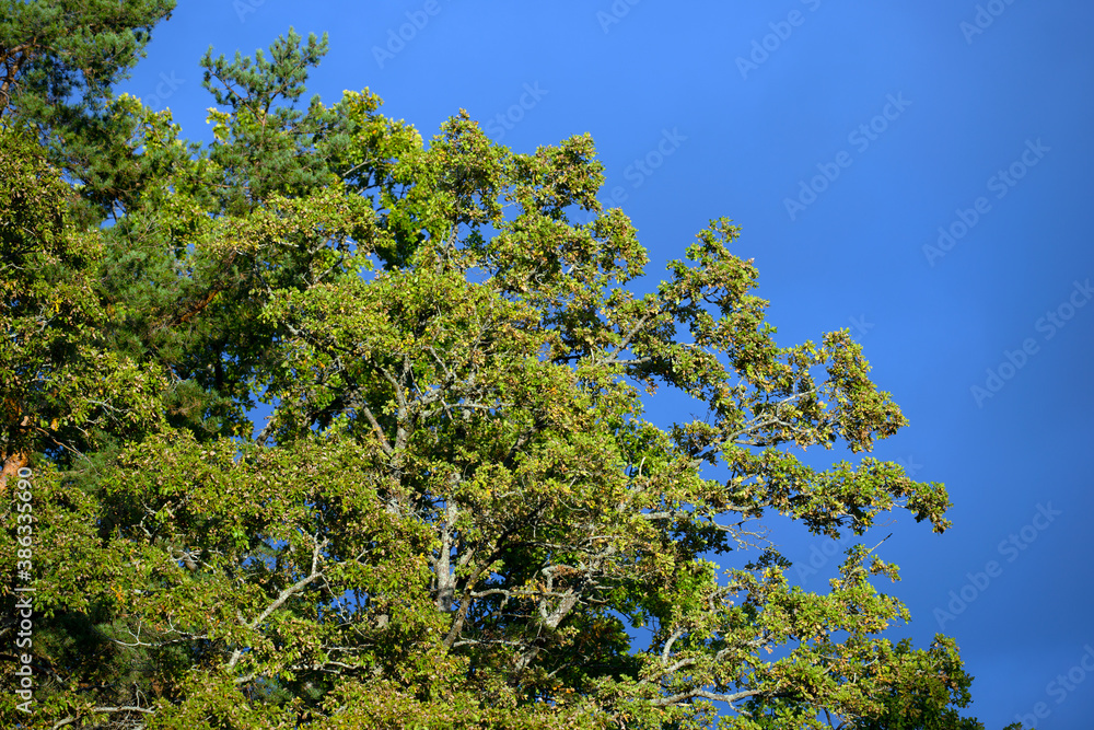 tree with sky, nacka, stockhom, sverige, sweden tree with sky, nacka, stockhom, sverige, sweden