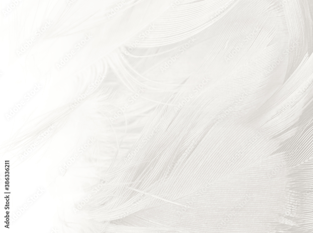 Obraz premium White feather texture background,free space for add text or baby products and other 