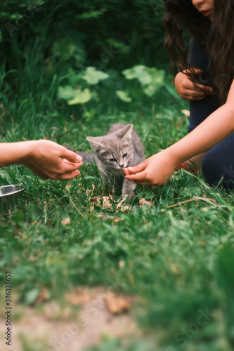 Feeding stray kitten on the street. Help homeless animals. Selective focus. People hands